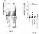 Fig. 24 - Compositions and methods for the induction of CD8+ T-cells