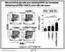 Fig. 27 - Compositions and methods for the induction of CD8+ T-cells
