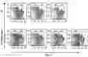 Fig. 57 - Compositions and methods for the induction of CD8+ T-cells