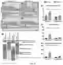 Fig. 11 - Compositions of oligofructose and commensal microorganisms and methods thereof
