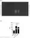 Fig. 03 - Petasites extract and composition and method for treating viral infections