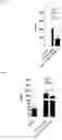 Fig. 06 - Petasites extract and composition and method for treating viral infections