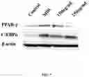 Fig. 06 - Composition and method of extract for weight management