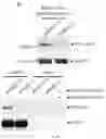 Fig. 06 - COMPOSITIONS AND METHODS FOR TREATING ALZHEIMER'S DISEASE