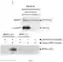 Fig. 07 - COMPOSITIONS AND METHODS FOR TREATING ALZHEIMER'S DISEASE
