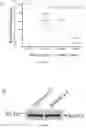 Fig. 16 - COMPOSITIONS AND METHODS FOR TREATING ALZHEIMER'S DISEASE