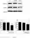 Fig. 09 - Method for detecting whether glucose metabolism is abnormal, and prevention and treatment therefor