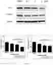 Fig. 11 - Method for detecting whether glucose metabolism is abnormal, and prevention and treatment therefor