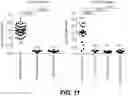 Fig. 12 - Treating seizure with recombinant alkaline phosphatase