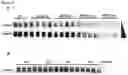 Fig. 02 - Compositions and methods for regulating pancreatic beta cell function using adipsin