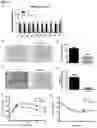 Fig. 04 - Compositions and methods for regulating pancreatic beta cell function using adipsin
