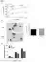 Fig. 05 - Compositions and methods for regulating pancreatic beta cell function using adipsin