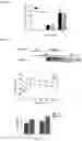 Fig. 06 - Compositions and methods for regulating pancreatic beta cell function using adipsin