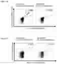 Fig. 31 - Peptides and combination of peptides for use in immunotherapy against various cancers