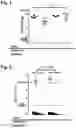 Fig. 02 - Method of inducing an immune response against human immunodeficiency virus by co-localized administration of vaccine components