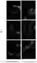 Fig. 02 - Modified PEDV spike protein