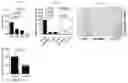 Fig. 09 - Selective targeting of the CD40L/Mac-1 interaction by small peptide inhibitors and its use for the treatment of inflammation and atherogenesis