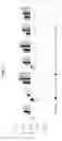 Fig. 14 - HIGH-THROUGHPUT SYNTHESIS OF BIOMOLECULE-POLYMER CONJUGATES