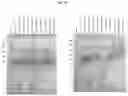 Fig. 22 - HIGH-THROUGHPUT SYNTHESIS OF BIOMOLECULE-POLYMER CONJUGATES