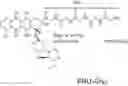 Fig. 01 - Binding protein drug conjugates comprising anthracycline derivatives