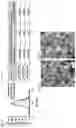 Fig. 03 - Therapeutic Targeting of Lipid Nanoparticles