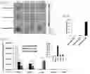 Fig. 07 - Therapeutic Targeting of Lipid Nanoparticles