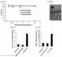 Fig. 25 - Therapeutic Targeting of Lipid Nanoparticles
