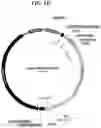 Fig. 03 - Gene therapy for treating peroxisomal disorders