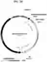 Fig. 05 - Gene therapy for treating peroxisomal disorders