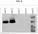 Fig. 12 - Gene therapy for treating peroxisomal disorders