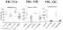 Fig. 15 - Gene therapy for treating peroxisomal disorders