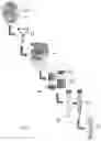 Fig. 02 - ALLOGRAFTS CONTAINING AMNIOTIC FLUID AND METHODS THEROF