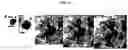 Fig. 06 - Generation of lung bud organoids with branching structures and uses thereof for lung disease modeling