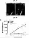 Fig. 09 - Generation of lung bud organoids with branching structures and uses thereof for lung disease modeling