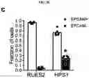Fig. 12 - Generation of lung bud organoids with branching structures and uses thereof for lung disease modeling