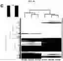 Fig. 15 - Generation of lung bud organoids with branching structures and uses thereof for lung disease modeling