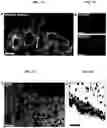 Fig. 17 - Generation of lung bud organoids with branching structures and uses thereof for lung disease modeling
