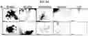 Fig. 19 - Generation of lung bud organoids with branching structures and uses thereof for lung disease modeling