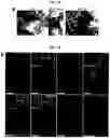 Fig. 23 - Generation of lung bud organoids with branching structures and uses thereof for lung disease modeling
