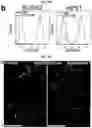 Fig. 27 - Generation of lung bud organoids with branching structures and uses thereof for lung disease modeling