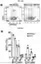 Fig. 28 - Generation of lung bud organoids with branching structures and uses thereof for lung disease modeling