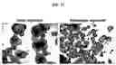 Fig. 33 - Generation of lung bud organoids with branching structures and uses thereof for lung disease modeling