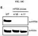Fig. 37 - Generation of lung bud organoids with branching structures and uses thereof for lung disease modeling