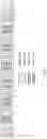 Fig. 05 - Self-Lubricating Medical Articles