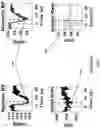 Fig. 07 - Non-invasive and selective bioelectronic control of blood pressure