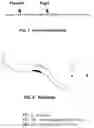 Fig. 08 - Implantable cuff with an integral closure mechanism