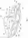 Fig. 02 - Lacrosse head with asymmetrical cross-struts
