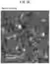 Fig. 03 - CLUSTER-SUPPORTING CATALYST AND METHOD FOR PRODUCING IT