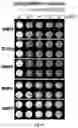 Fig. 13 - Robotic method for coating a multiwell plate by a polyelectrolyte multilayer film