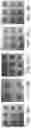 Fig. 12 - Patterned optoelectronic tweezers
